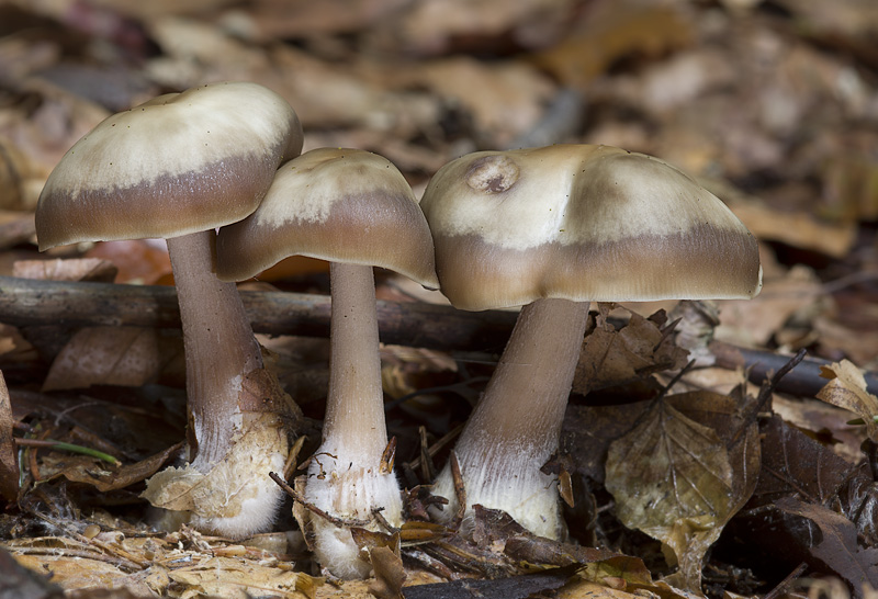 Rhodocollybia butyracea f. asema